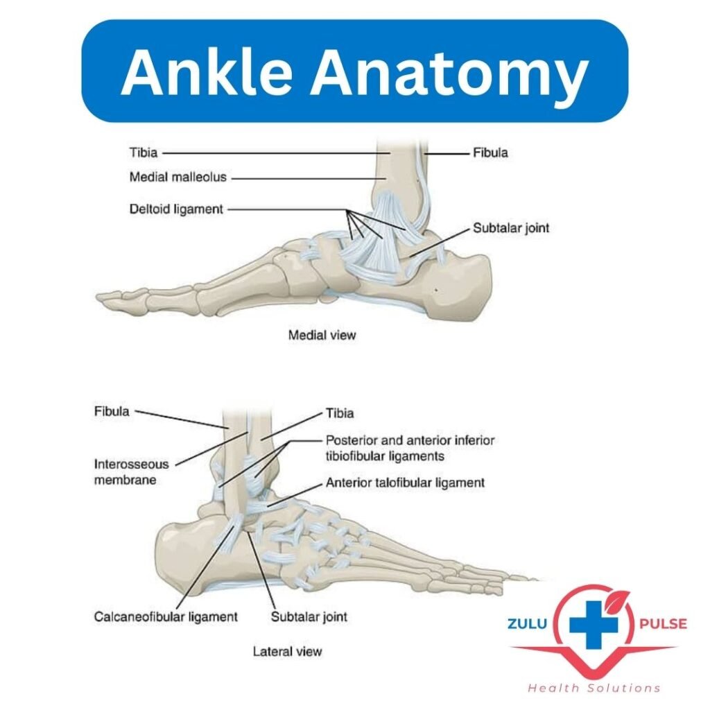 Ankle Anatomy showing ligaments