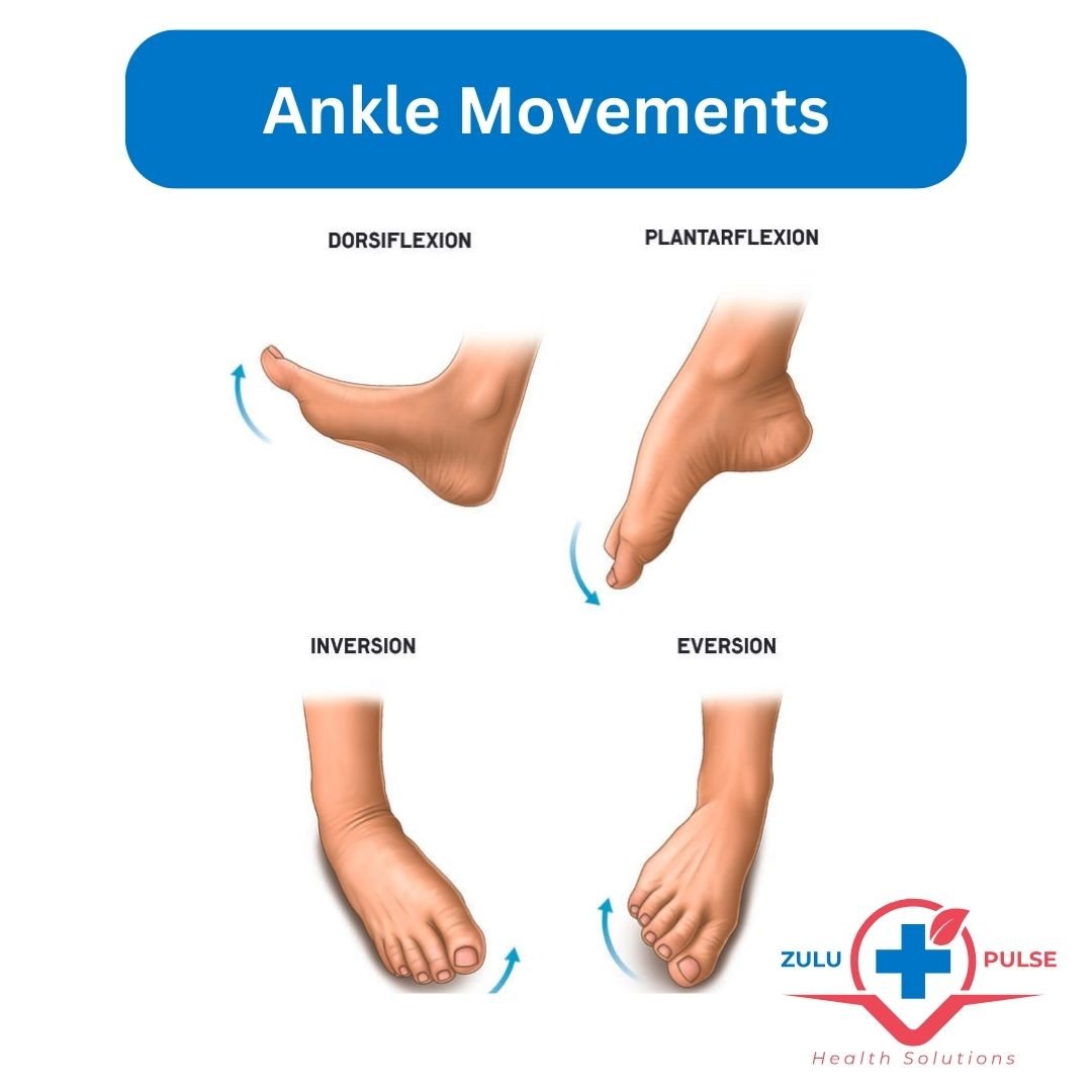 Ankle Movements: Dorssiflection, plantaflexion, inversion and eversion.