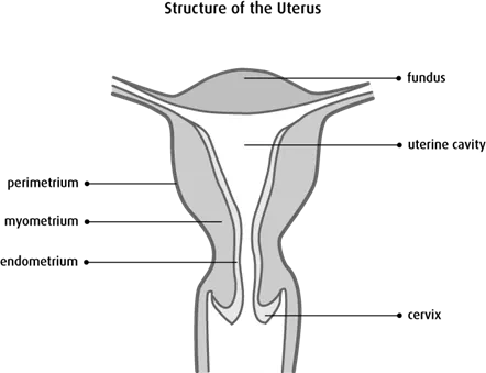 uterus layers where fibroids grow