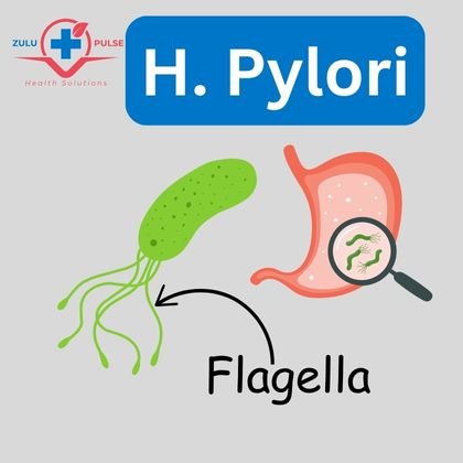 H. Pylori bacteria flagella